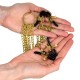 Collier pinces tétons & clitoris gold - Accessoires SM Malins-Plaisirs